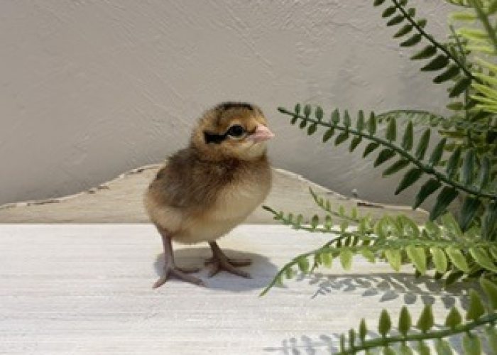 Baby Chick Low Resolution