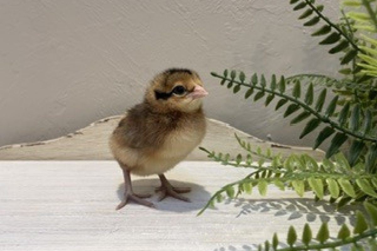 Baby Chick Low Resolution